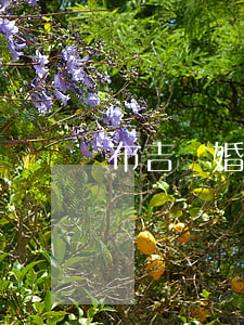 布吉離婚訴訟律師