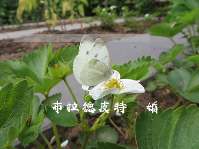 布拉德皮特離婚