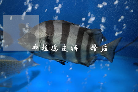 布拉德皮特離婚后