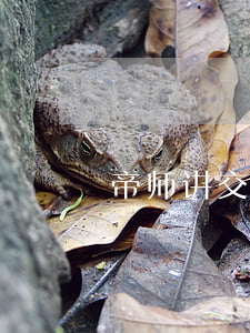 帝师讲交通肇事(帝师讲交通肇事)
