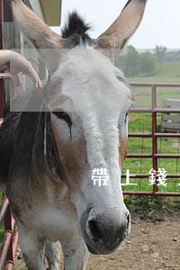 帶上錢只還本金