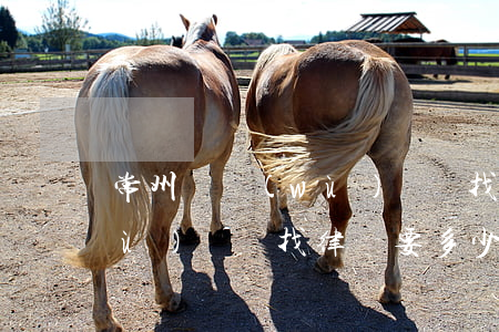 常州債務(wù)糾紛找律師(常州債務(wù)糾紛找律師要多少錢)