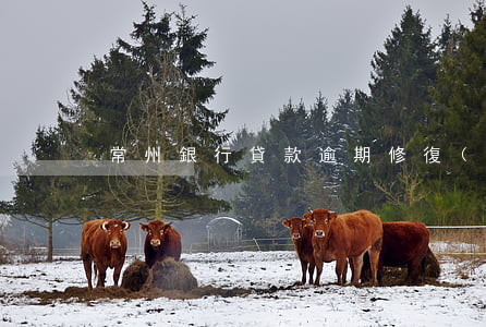 常州銀行貸款逾期修復(fù)