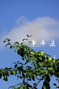 常年法律顧問服務(wù)評(píng)價(jià)(常年法律顧問和專項(xiàng)法律顧問)