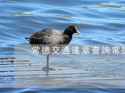 常德交通違章查詢(常德市違章處理在哪里)