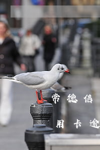 常德信用卡逾期停息分期申請條件-常德信用卡逾期停息分期申請條件是什么