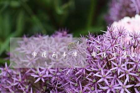 常德刑事律師(常德有名的律師有哪些)