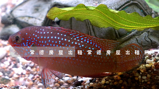 常德房屋出租(常德房屋出租网)