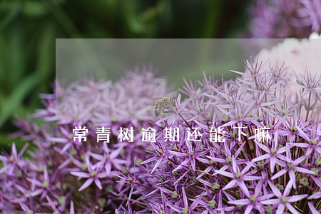 常青树逾期还能下嘛