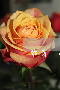 常青樹app貸款逾期-常青樹條款