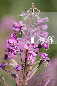 幫信罪是什么(幫信罪是什么時候出的)