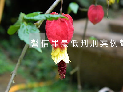 幫信罪最低判刑案例(幫信罪最高判幾年)