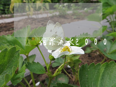 幫信罪流水2000萬(wàn)怎么判