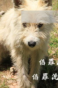 幫信罪流水200萬會(huì)判多久(幫信罪流水200萬會(huì)判多久)