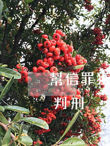 幫信罪獲利1000元怎么量刑(幫信罪怎么判刑)