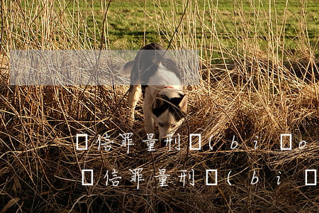 幫信罪量刑標(biāo)準(zhǔn)(幫信罪量刑標(biāo)準(zhǔn)案例)