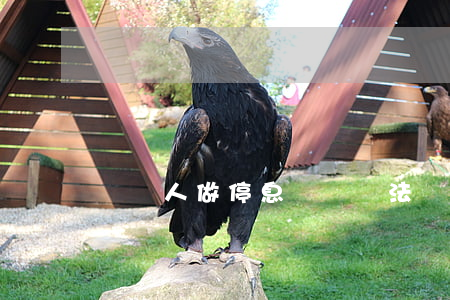幫別人做停息掛賬違法嗎(做停息掛賬的靠譜嗎)