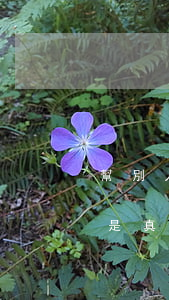 幫別人停息掛賬掙錢嗎(幫別人停息掛賬分期是真的嗎)