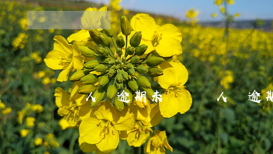 幫別人開逾期未檢(幫別人開逾期未檢證明)