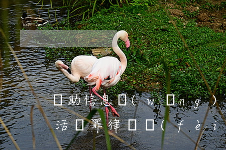 幫助信息網(wǎng)絡(luò)犯罪活動罪律師費(fèi)用(幫助信息網(wǎng)絡(luò)犯罪活動罪獲利一萬)