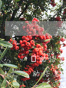 幫助信息網(wǎng)絡犯罪活動犯罪(幫助信息網(wǎng)絡犯罪活動犯罪的社會危害)