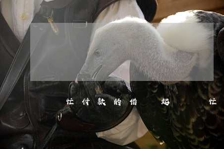 幫忙付款的借錢起訴 幫忙付款的借錢起訴
