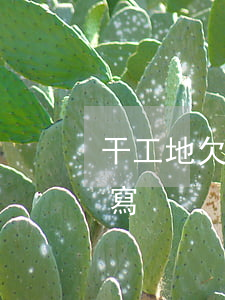 干工地欠錢欠條怎么打法(工地欠錢欠條怎么寫)
