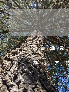 平台逾期3万还不上会怎样，面临困境：平台逾期3万，如何应对无法偿还的情况？