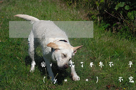 平安i貸欠了半年不還(平安i貸最低還款永遠(yuǎn)還不完)