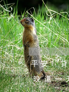 平安i貸逾期一天就要全額還嗎-平安i貸晚還一天影響征信嗎