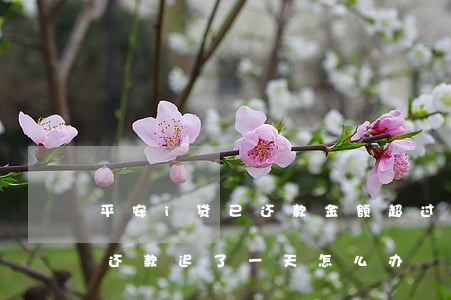 平安i贷已还款金额超过了本金-平安i贷还款迟了一天怎么办