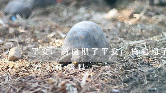 平安i贷逾期了 平安i贷逾期了,后面还款了会上征信吗