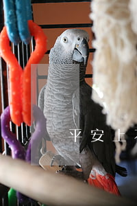 平安上不上征信（平安信用卡逾期上征信不）