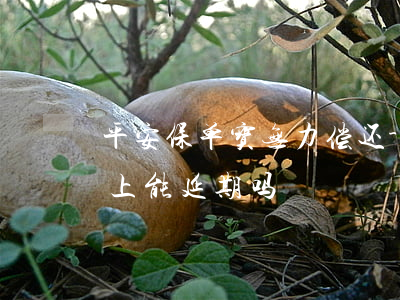 平安保单宝无力偿还-平安保单宝贷款还不上能延期吗