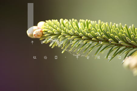 平安保單貸款逾期不到一個(gè)月了,上征信嗎-平安保單貸款逾期不到一個(gè)月了,上征信嗎有影響嗎
