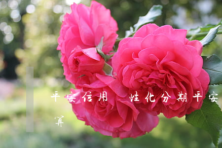 平安信用個性化分期(平安信用分期利息怎么算)