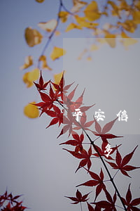 平安信用卡4w逾期立案(平安信用卡逾期一萬多會(huì)起訴嗎)
