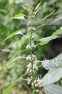 平安信用卡5萬多逾期3個月以上-平安信用卡5萬多逾期3個月以上怎么辦