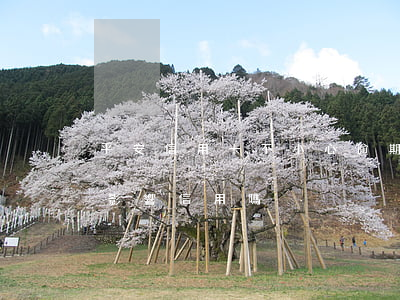 平安信用卡不小心逾期4天(平安逾期1天會影響信用嗎)