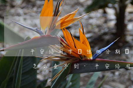 平安信用卡個性化分期協(xié)商成功怎么查不到-平安信用卡個性化分期協(xié)商成功怎么查不到賬單