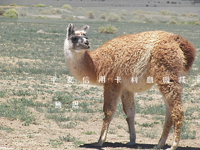 平安信用卡利息调减(平安银行利息调减什么意思)