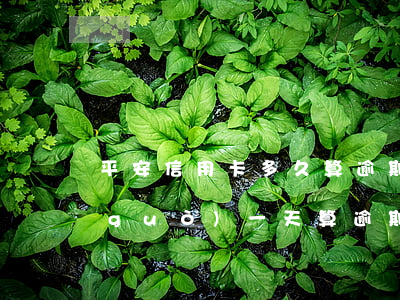 平安信用卡多久算逾期(平安銀行信用卡過(guò)一天算逾期么)