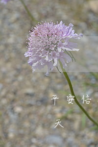 平安信用卡多少天算逾期(平安信用卡逾期幾天)
