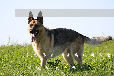平安信用卡多长时间算逾期(平安寿险最多可以逾期多少天)