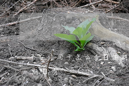 平安信用卡怎么查詢逾期沒(怎么查信用卡逾期沒有)