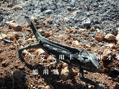 平安信用卡怎么用才不會逾期(平安的信用卡能用嗎)