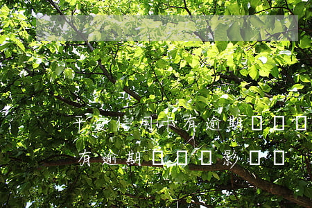 平安信用卡有逾期記錄會影響嗎（平安信用卡有逾期記錄會影響嗎）