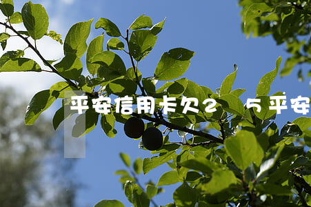 平安信用卡欠2萬5 平安信用卡欠2萬5