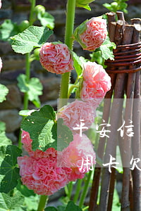平安信用卡欠了200年還能用嗎-平安信用卡欠了200年還能用嗎現(xiàn)在