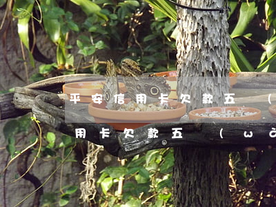 平安信用卡欠款五萬(wàn)逾期(平安信用卡欠款五萬(wàn)逾期)